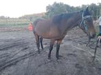 D pony merrie, Dieren en Toebehoren, Paarden, Merrie, Minder dan 160 cm, Gechipt, Zadelmak
