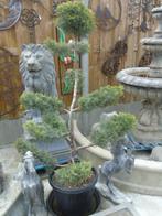 plante sapin bonsaï 11 boules , grand choix a venir voir !, Jardin & Terrasse, En pot, Plein soleil, Enlèvement ou Envoi, 100 à 250 cm