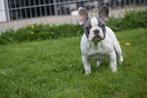 Franse bulldog pups beschikbaar, Dieren en Toebehoren, Honden | Bulldogs, Pinschers en Molossers, CDV (hondenziekte), Meerdere