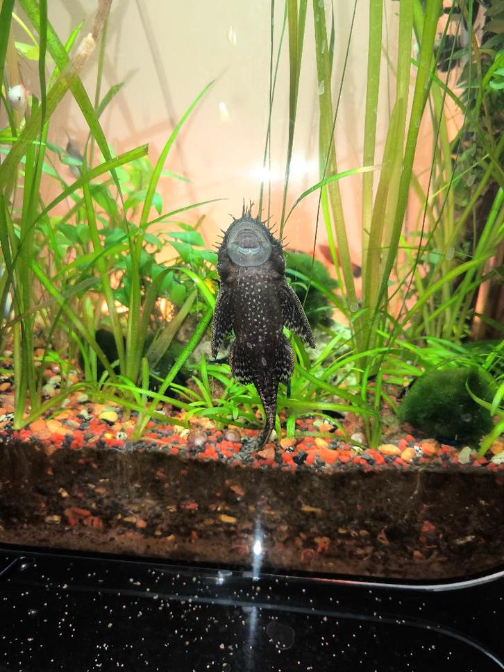 Ancistrus om te geven, Dieren en Toebehoren, Vissen | Aquariumvissen, Zoetwatervis, Vis