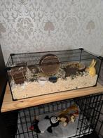 Hamsterkooi met toebehoren, Dieren en Toebehoren, Kooi, 75 tot 110 cm, Zo goed als nieuw, Ophalen
