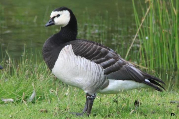 Brandganzen, Dieren en Toebehoren, Vogels | Overige Vogels, Meerdere dieren, Geringd