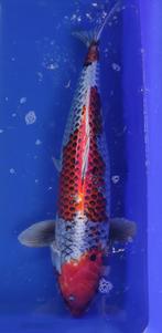Japanse koi, Dieren en Toebehoren, Vissen | Vijvervissen, Karper of Koi