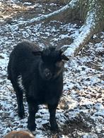 Belle chèvre (5 mètres), Animaux & Accessoires, Moutons, Chèvres & Cochons, Mâle, Chèvre, 0 à 2 ans