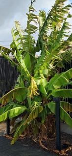 Laatste kans bananenboom (musa basjoo) alles inbegrepen, Tuin en Terras, Ophalen