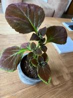 Coleus Sierplant in cache-pot, Huis en Inrichting, Bloeiende kamerplant, Ophalen, In pot, Halfschaduw