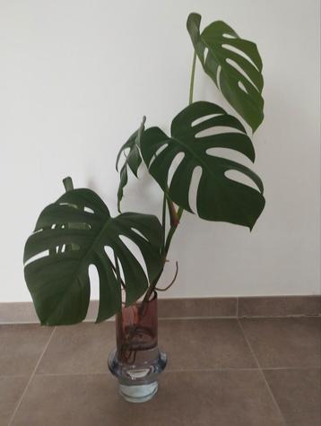 Kopstek monstera deliciosa beschikbaar voor biedingen