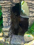 Baby pleco’s, ruitenkuiser, ancistrus te koop, Dieren en Toebehoren, Vissen | Aquariumvissen, Vis, Zoetwatervis