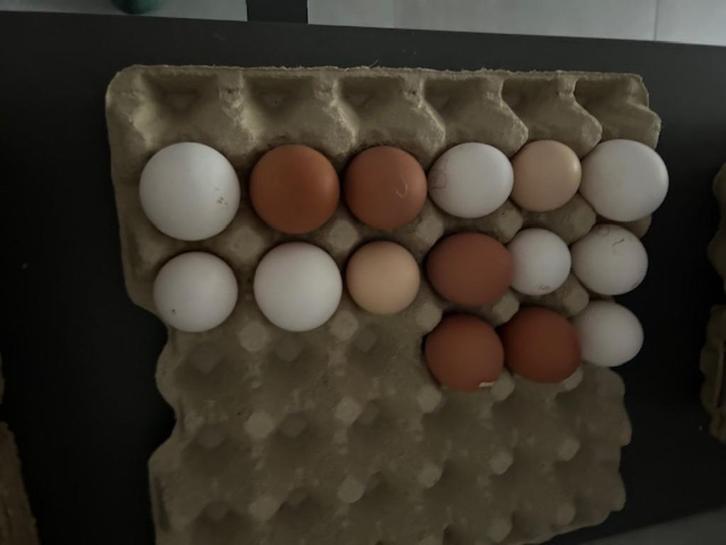 broedeieren - kruisingen, Dieren en Toebehoren, Pluimvee | Toebehoren, Nieuw, Broedmachine, Ophalen of Verzenden