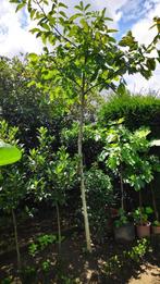 notelaar, Tuin en Terras, Vaste plant, Halfschaduw, Zomer, Ophalen