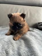 Pomchi teefje, Dieren en Toebehoren, Honden | Chihuahua's en Gezelschapshonden, België, Particulier, CDV (hondenziekte), 8 tot 15 weken