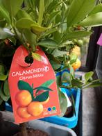Zeer mooie MANDARIJNEN-BOOMPJES ( op stam) , geënt! 24€/stuk, Ophalen of Verzenden, Vaste plant, Fruitplanten, Volle zon