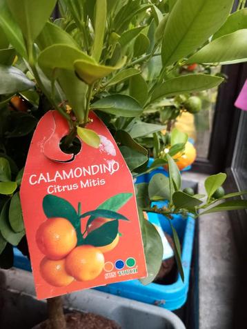 Zeer mooie MANDARIJNEN-BOOMPJES ( op stam) , geënt! 24€/stuk beschikbaar voor biedingen