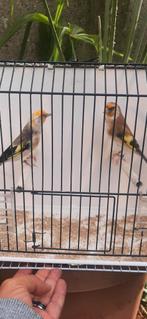 Putters XL gekoppeld, Dieren en Toebehoren, Vogels | Overige Vogels, Mannelijk