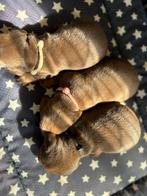 Dwergteckel pups, Dieren en Toebehoren, Honden | Teckels en Dashonden, België, CDV (hondenziekte), 8 tot 15 weken, Korthaar