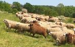 Moutons pour la Fête, Schaap, Meerdere dieren