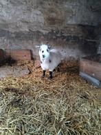 2geiten en een bok gecastreerd, Dieren en Toebehoren, Vrouwelijk, Geit, 3 tot 5 jaar