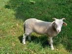 Wiltshire Horn ooi lammeren te koop, Dieren en Toebehoren, Schapen, Geiten en Varkens, Vrouwelijk, Schaap, 0 tot 2 jaar