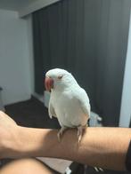 Collier albinos en forme de perruche, Animaux & Accessoires, Oiseaux | Perruches & Perroquets, Mâle, Perroquet, Domestique