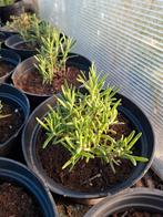 Rozemarijn, Tuin en Terras, Ophalen, Vaste plant, Kruiden, Volle zon