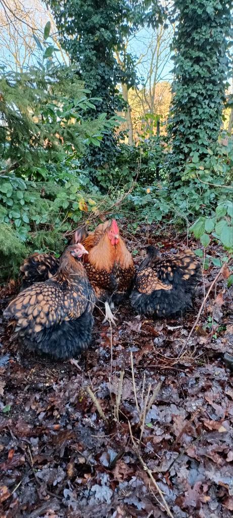 Broedeieren Orpington goudzwart gezoomd, Dieren en Toebehoren, Pluimvee