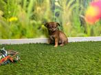MINI Chihuahua pup - langharig, CDV (hondenziekte), Teef, 8 tot 15 weken, België