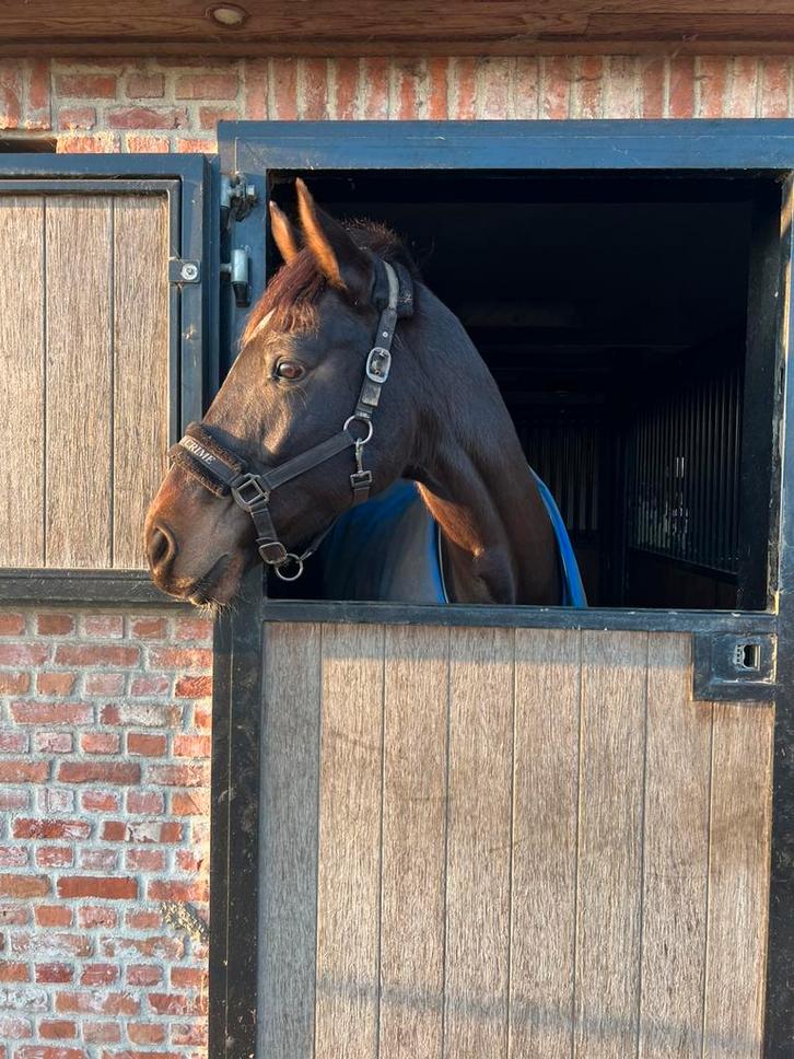 Halve stal!, Animaux & Accessoires, Chevaux, Jument