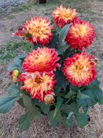 Dahlia planten, Ophalen of Verzenden