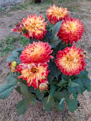 Dahlia planten beschikbaar voor biedingen