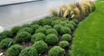Thymus. Eetbare Thijm, Ophalen, Volle zon, Vaste plant, Kruiden