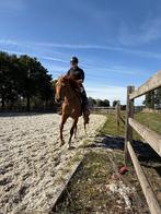 Paarden privéles of in groep, Dieren en Toebehoren, Paarden
