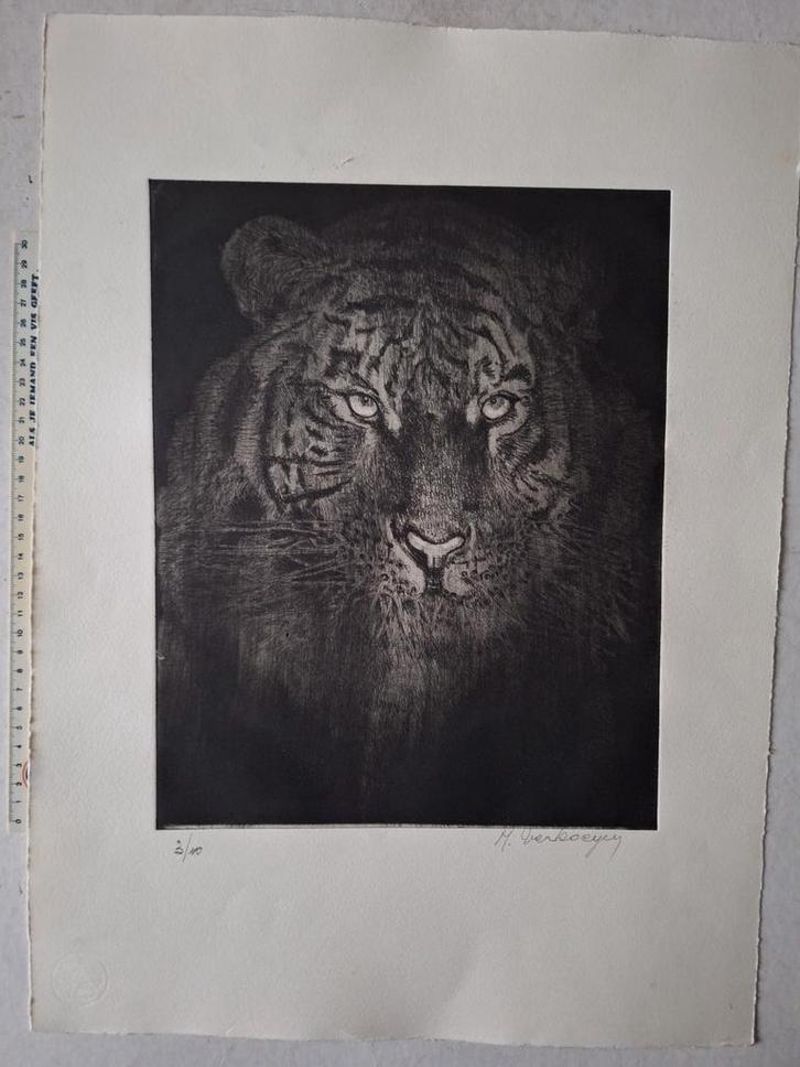 Belle gravure de M. Verkoeyen Tiger avec une vue impénétrabl, Antiquités & Art, Art | Eaux-fortes & Gravures, Enlèvement ou Envoi