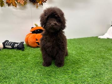 Dwergpoedel pups beschikbaar voor biedingen