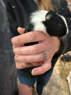 Jonge caviatjes, Décembre, Sexe inconnu, Cobaye