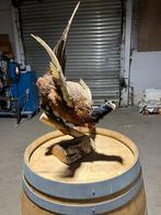 Faisan sur buche taxidermie deco, Ophalen