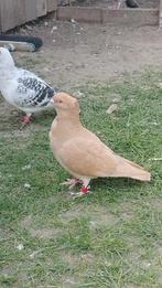 M, Dieren en Toebehoren, Pluimvee