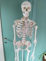 Anatomisch skelet, Diversen, Ophalen