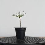 Japanse rode den zaailing voor bonsai, En pot, Plein soleil, Enlèvement ou Envoi, Moins de 100 cm