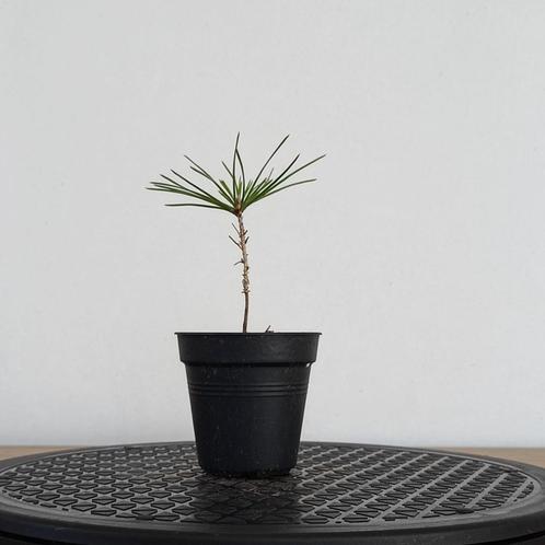 Japanse rode den zaailing voor bonsai, Tuin en Terras, Planten | Bomen, Overige soorten, Minder dan 100 cm, Volle zon, Bloeit niet