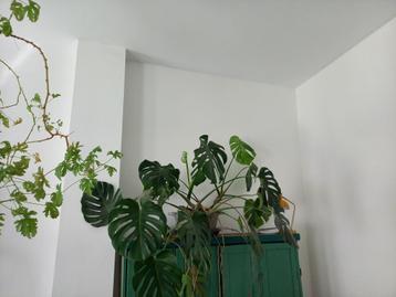 kamerplant palm monstera 