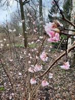Viburnum Bodnantense winter bloeier, Volle zon, Vaste plant, Winter, Ophalen