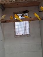 Kakerikies à vendre 2025, Animaux & Accessoires, Plusieurs animaux, Perruche, Bagué