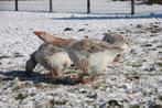 Oies chamois d'Amérique, Sexe inconnu, Oie ou Cygne