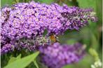 Vlinderstruik, Jardin & Terrasse, Plantes | Arbustes & Haies, Enlèvement, Arbuste, Arbuste aux papillons