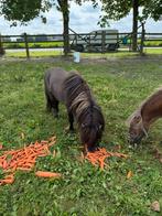 Super knappe grullo, Dieren en Toebehoren, Hengst