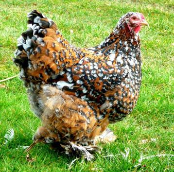 Gereserveerde broedeieren van Brahma-porselein 4€/ei beschikbaar voor biedingen