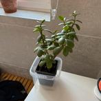 Crassula ovata, Huis en Inrichting, Kamerplanten, Ophalen