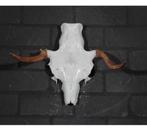 Crâne de wapiti Grand crâne de wapiti nordique - Alces alces, Enlèvement ou Envoi, Comme neuf, Crâne