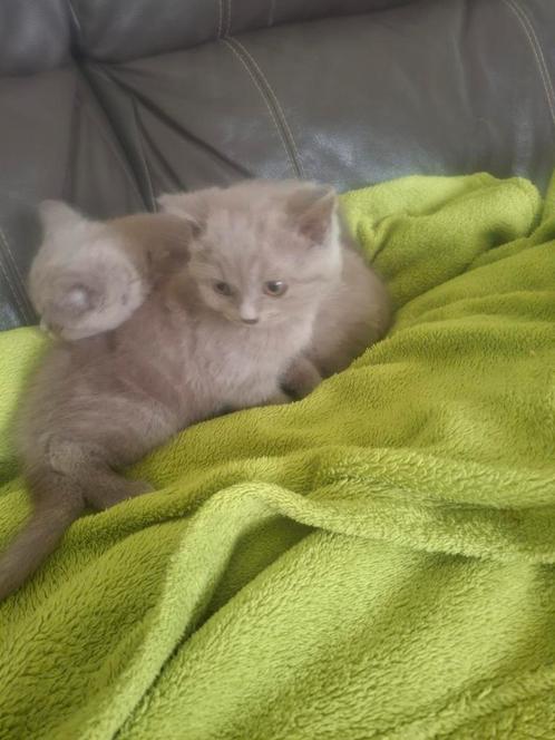 Brits korthaar kittens, Dieren en Toebehoren, Katten en Kittens | Raskatten | Korthaar, Meerdere dieren, 0 tot 2 jaar, Gechipt