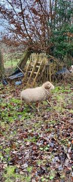 Schapen 4 rammen, Dieren en Toebehoren, Schapen, Geiten en Varkens, Schaap